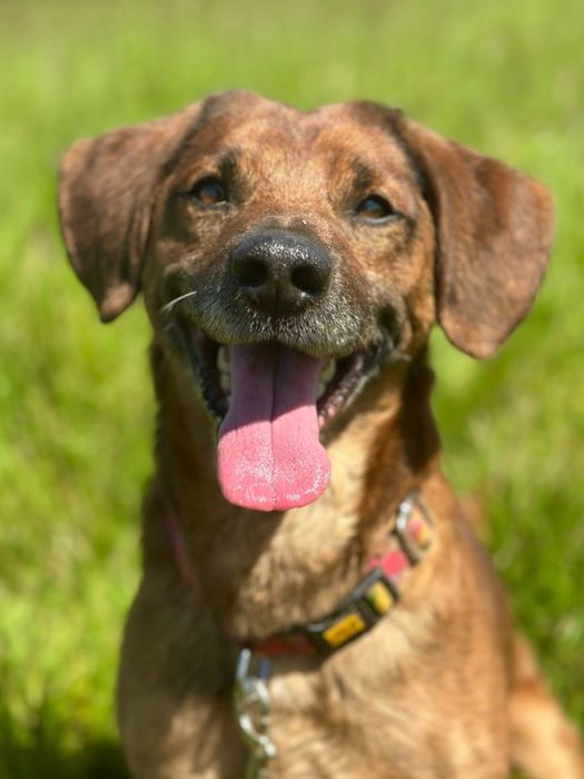 Salto, super wesołek, kochający wodę!