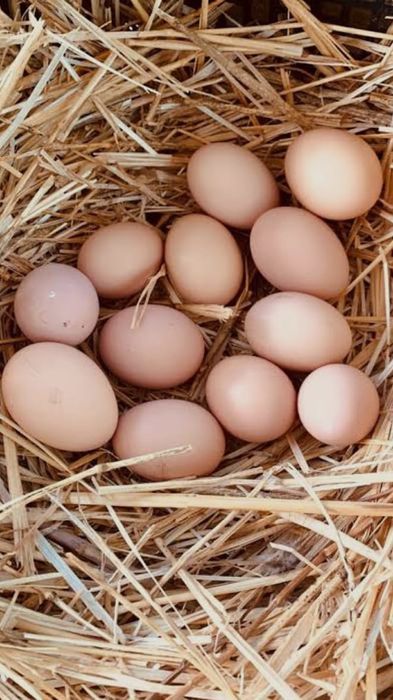 Vendo ovos caseiros