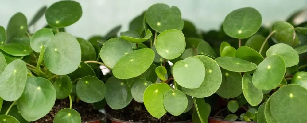 Pilea Peperomioides, a Fascinante Planta-Chinesa-do Dinheiro