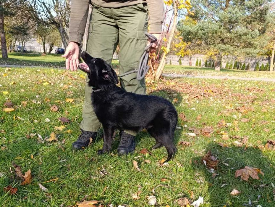 Karbonik młody pies czeka w schronisku bez wolontariatu