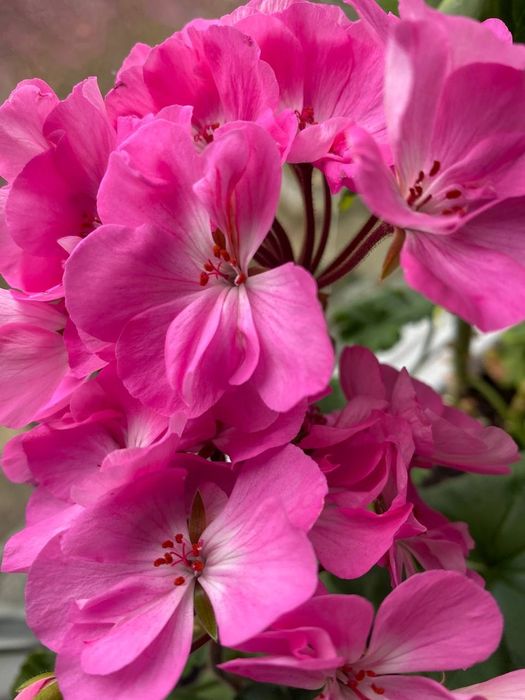 Пеларгонії свіжозрізи