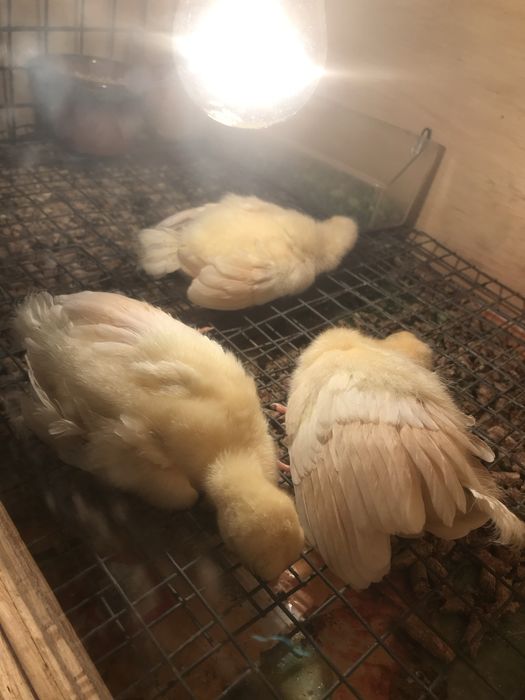 PAVÃO Asa Negra -OVOS para incubação