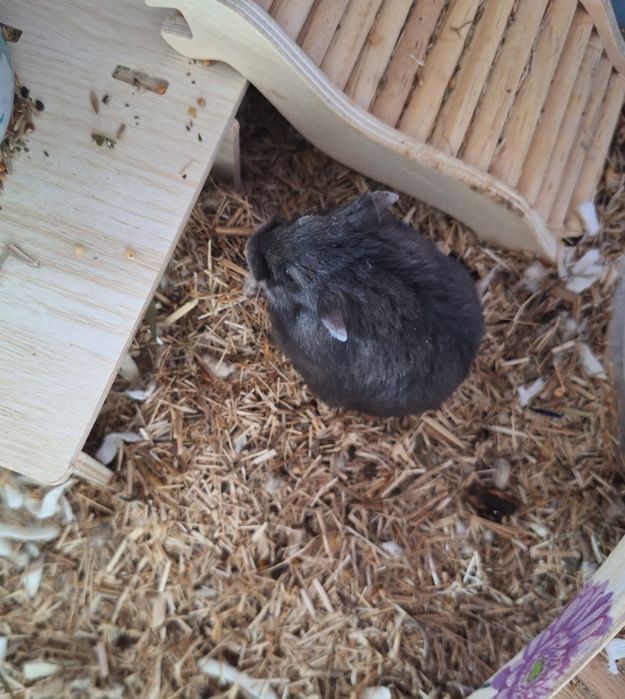 Uroczy chomik zabajkalski mlody nie dzungarski