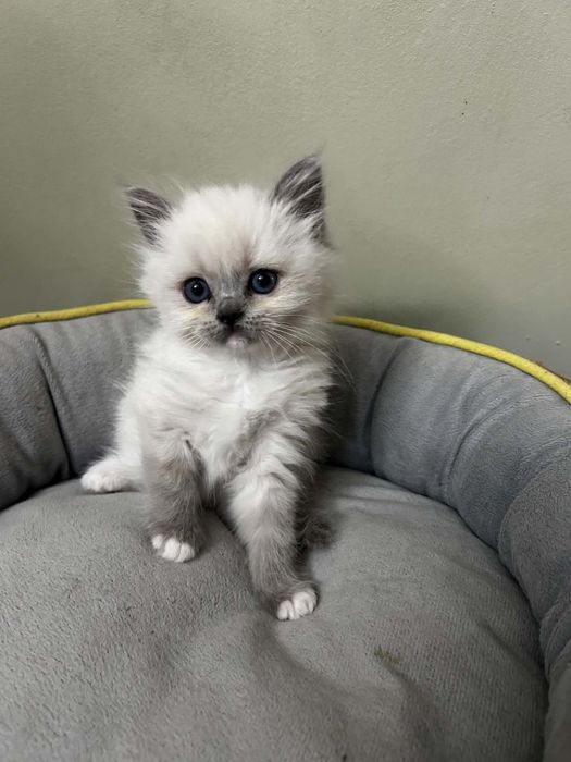 Ragdoll Blue mitted