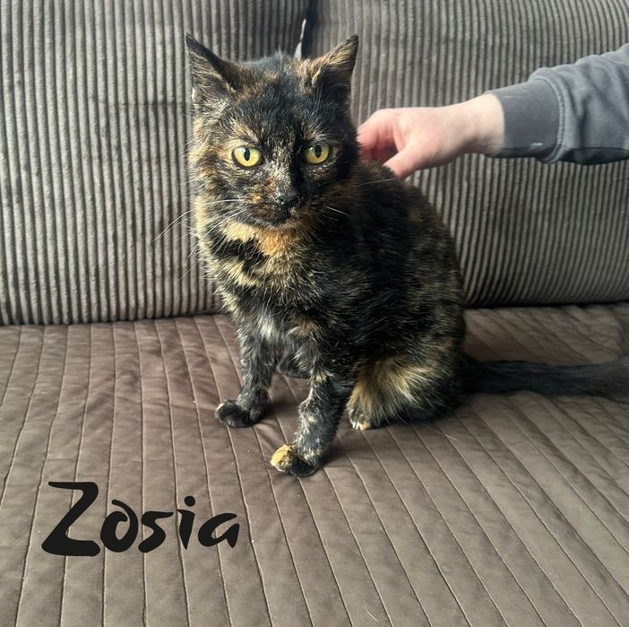 Chciałabym mieć swój dom, jestem spokojna i oddana