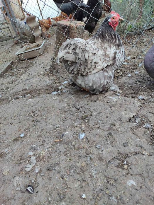 Продам півники і курочки