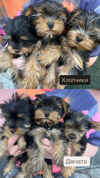 Йоркширський тер'єр