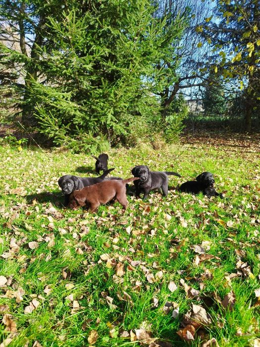 Labrador retriever fci zkwp czarne czekoladowe suczka pies