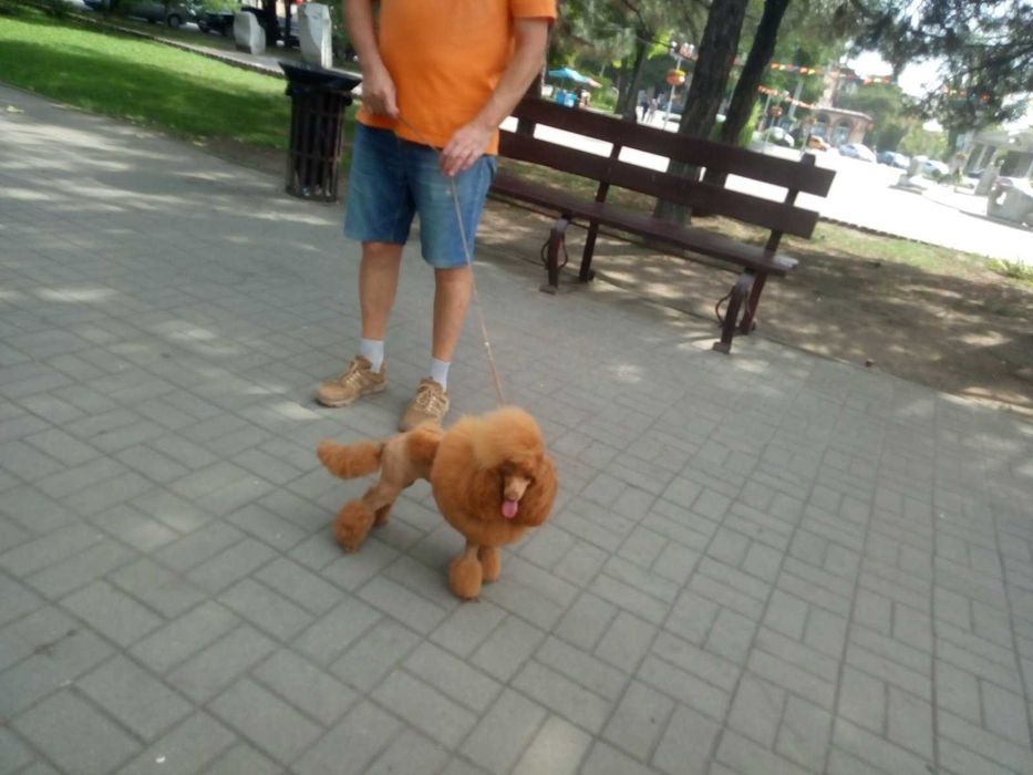 КСУ FCI пудель куражний хлопчик міні