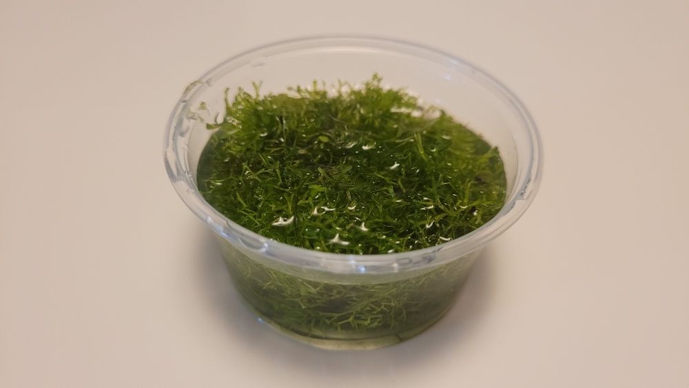 Wgłębka (wątrobowiec)