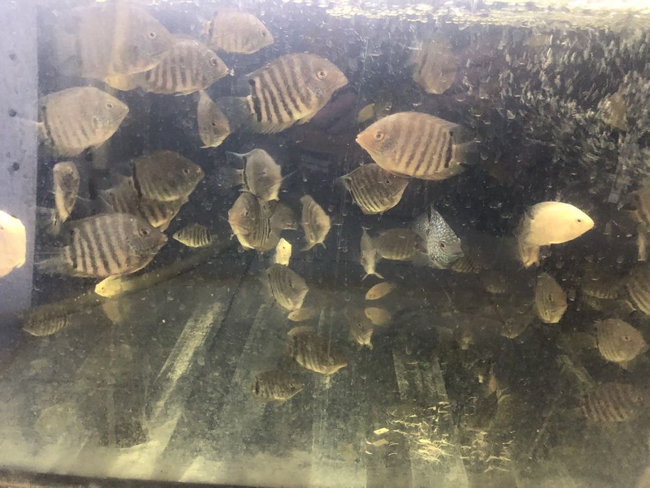 Северум красноточечный