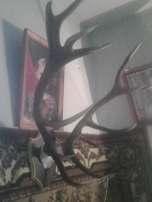 Роги Карпатського оленя