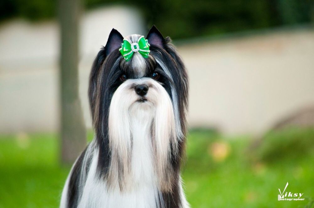 Восхитительный мальчик бивер ждёт невест!