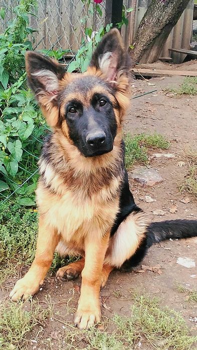 Німецька вівчарка