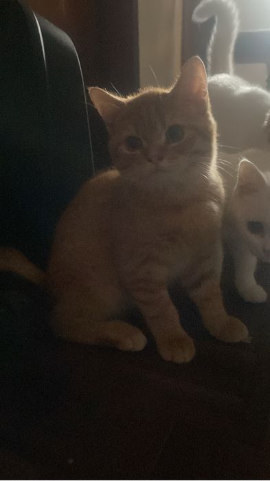Gatinhos Scottish Straight