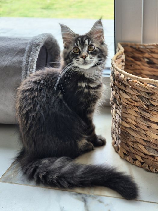 Kot Maine coon po sterylizacji- kastracji Gotowy do odbioru