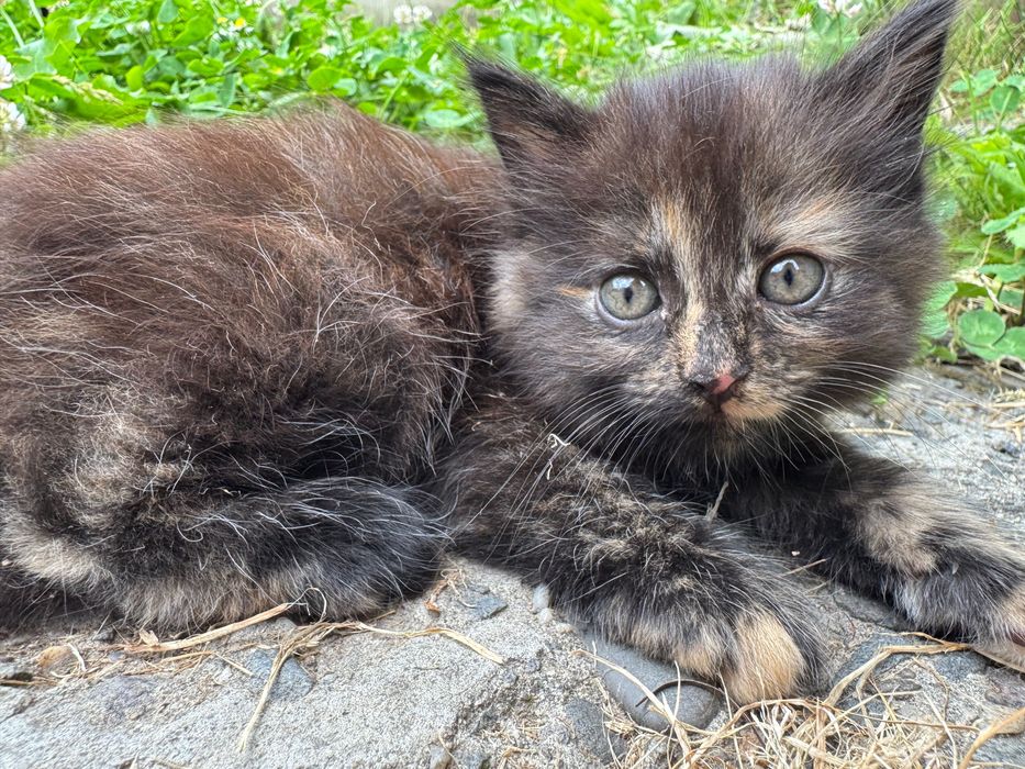 Кішечка в добрі руки