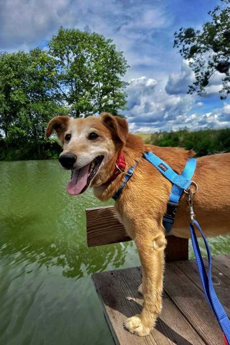 Winnie - wesoły odkrywca poleca się do adopcji.