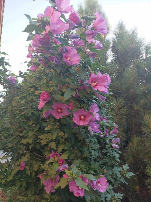 Sprzedam sadzonki hibiskusa