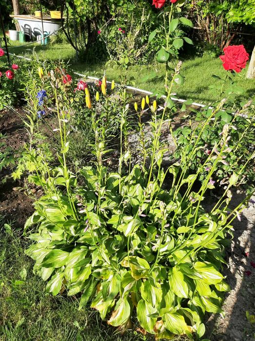 Ogródek działkowy ROD