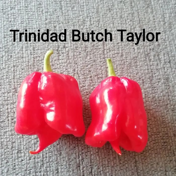 Vendo sementes de malaguetas raras muitas variedades