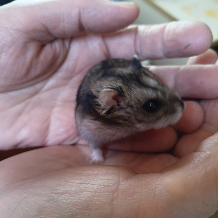 Продам хомяка джунгарика дівчинка