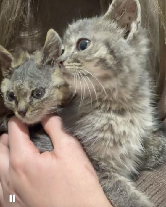 Отдам в хорошие руки Котят