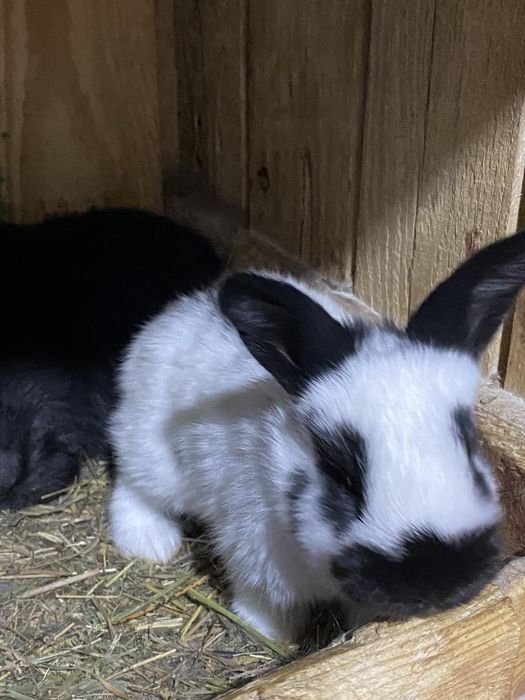 Кролики німецький строкатий