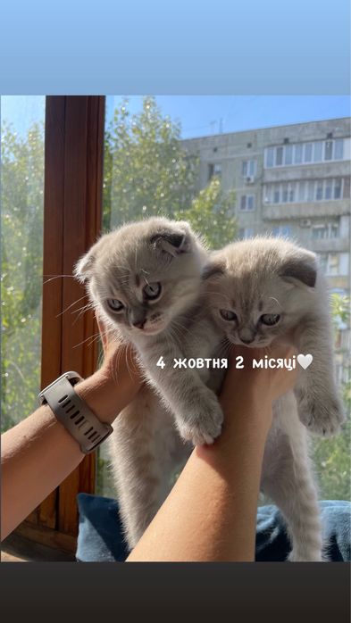 Висловухі шотландські кошенята Blue Lynx Point