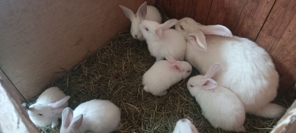 Króliki białe 3 miesięcznie