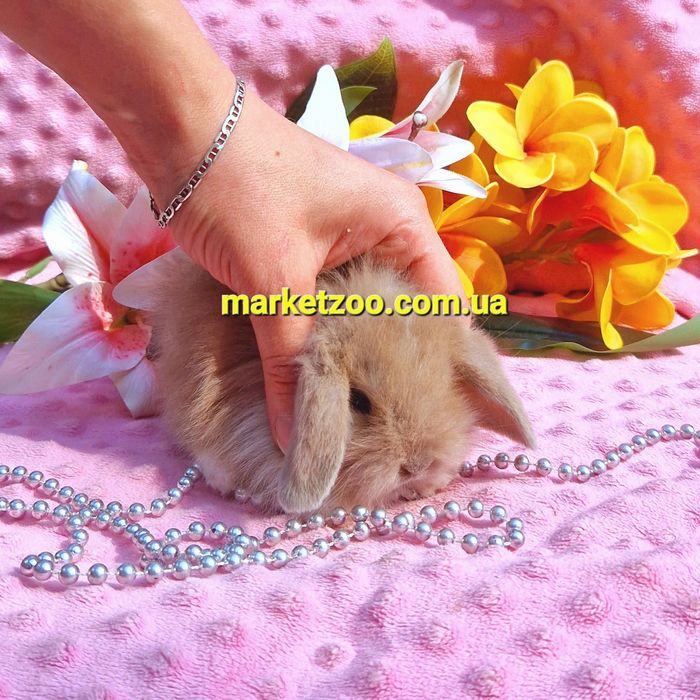 Мини mini lop мiнi кролик вислоухий баранчик карликовые кролики