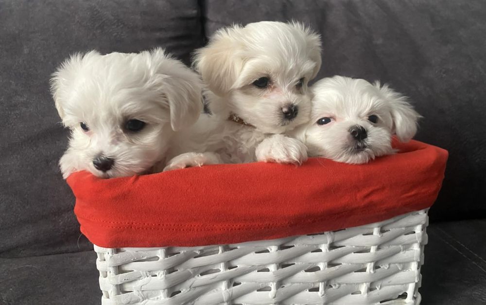 Szczeniak Maltańczyka