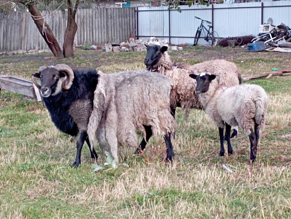 Бараны на развод Зитьки