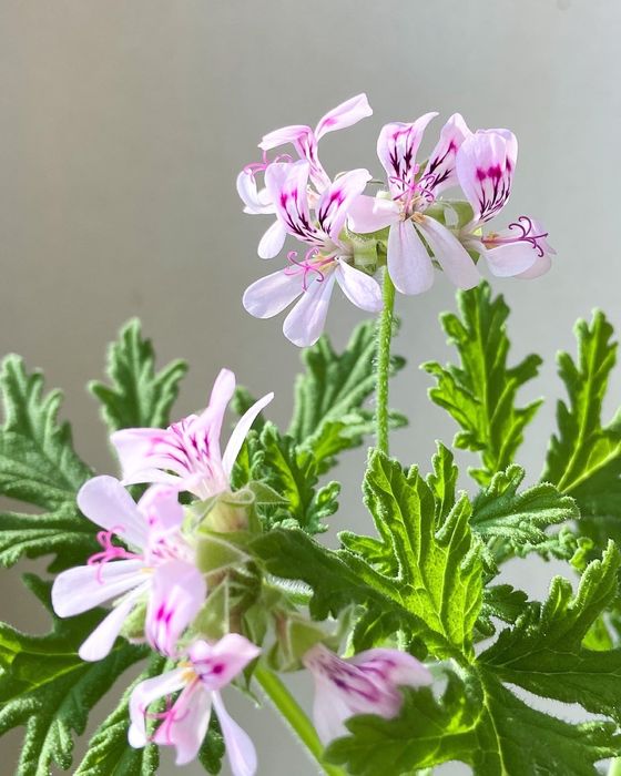 Герань лимонна / герань лимонная