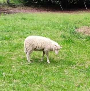 Owce baranek i owieczka