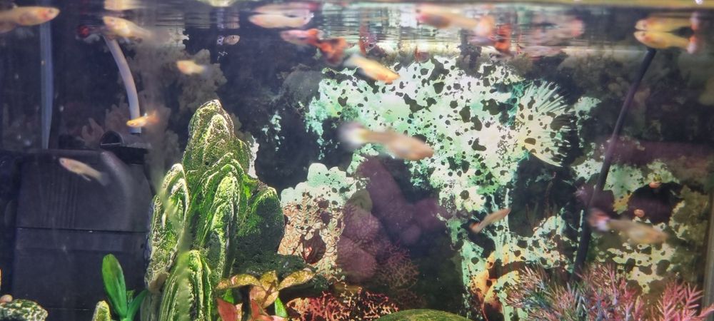 Guppys peixes de aquario