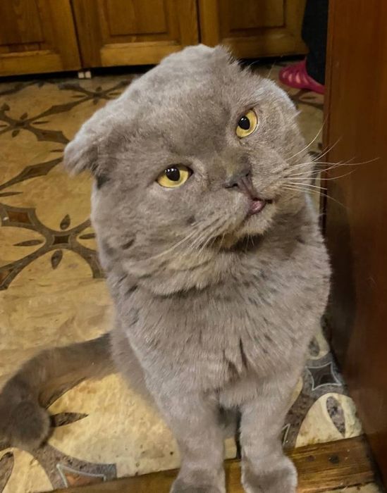Котёнок девочка, от веслоухого папы.