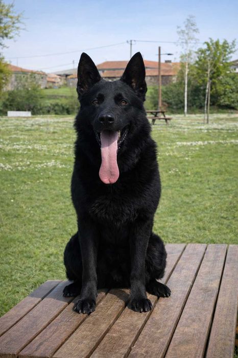 Cachorro Pastor Alemão Preto