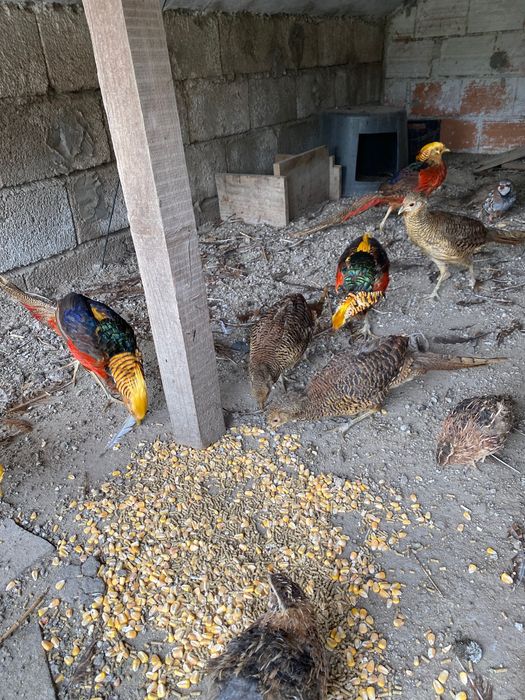 Faisãos dourados