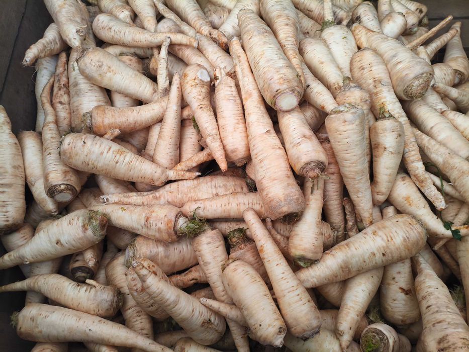 Sprzedam pietruszkę