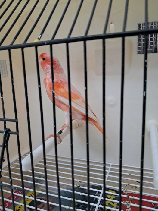 Canarios arlequim portugues