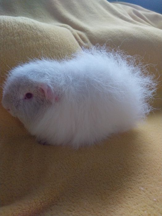 Świnka morska CH teddy-samczyk.