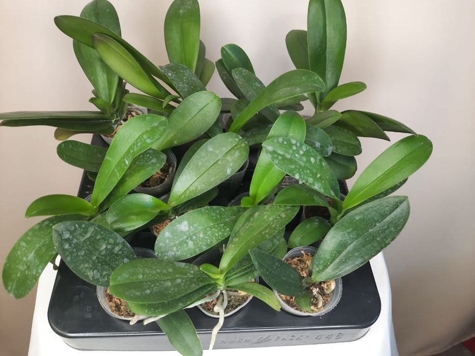 Подростки и взрослые  орхидей