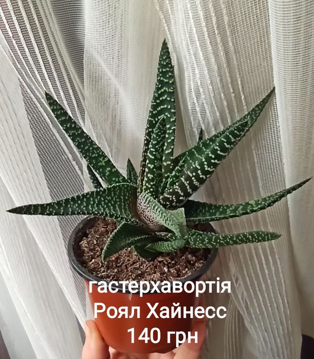 Гастерхавортія Роял Хайнесс, Лімофолія