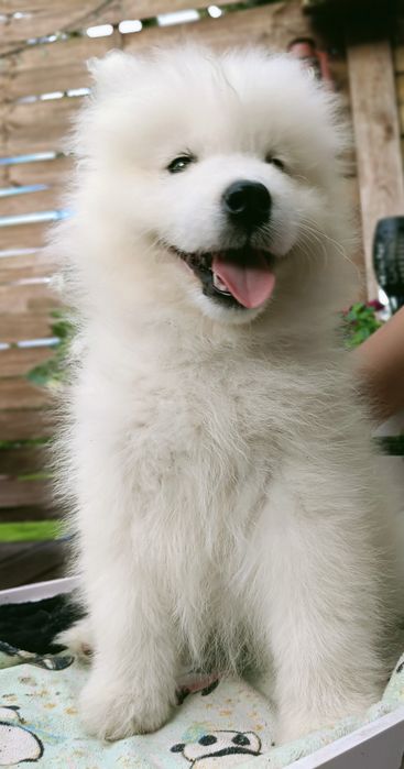 Samoyed FCI / Zkwp  ostatnia suczka
