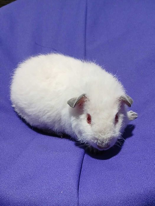 Морська свинка, Тедді.