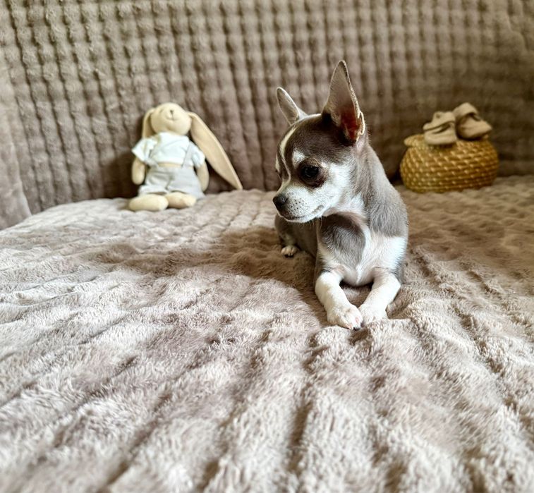 Chihuahua * TEOŚ * malutki niebieski chłopczyk