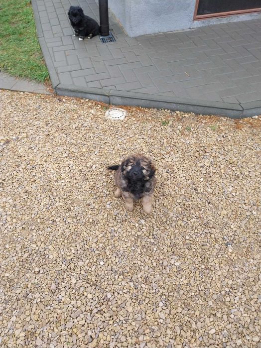 Oddam za darmo szczeniaki w dobre ręce.