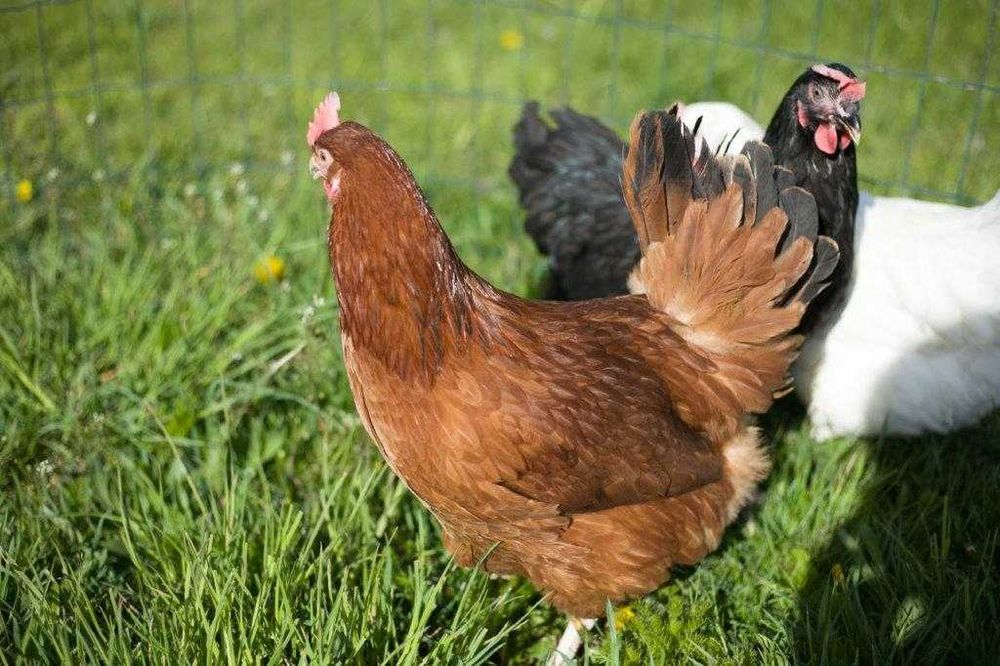 Kurki kokoszki nioski Rosa kolorowa odchowana na wybieg