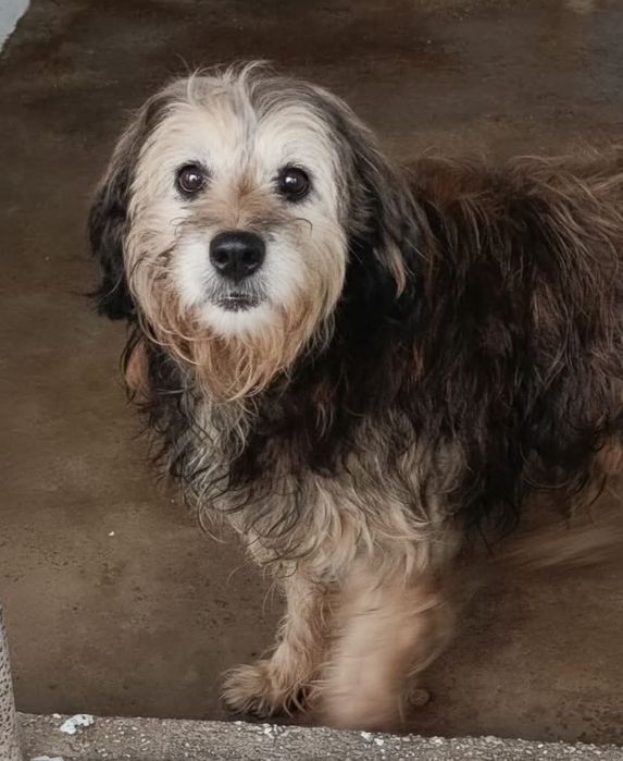 Peludinho lindo para adoção responsável